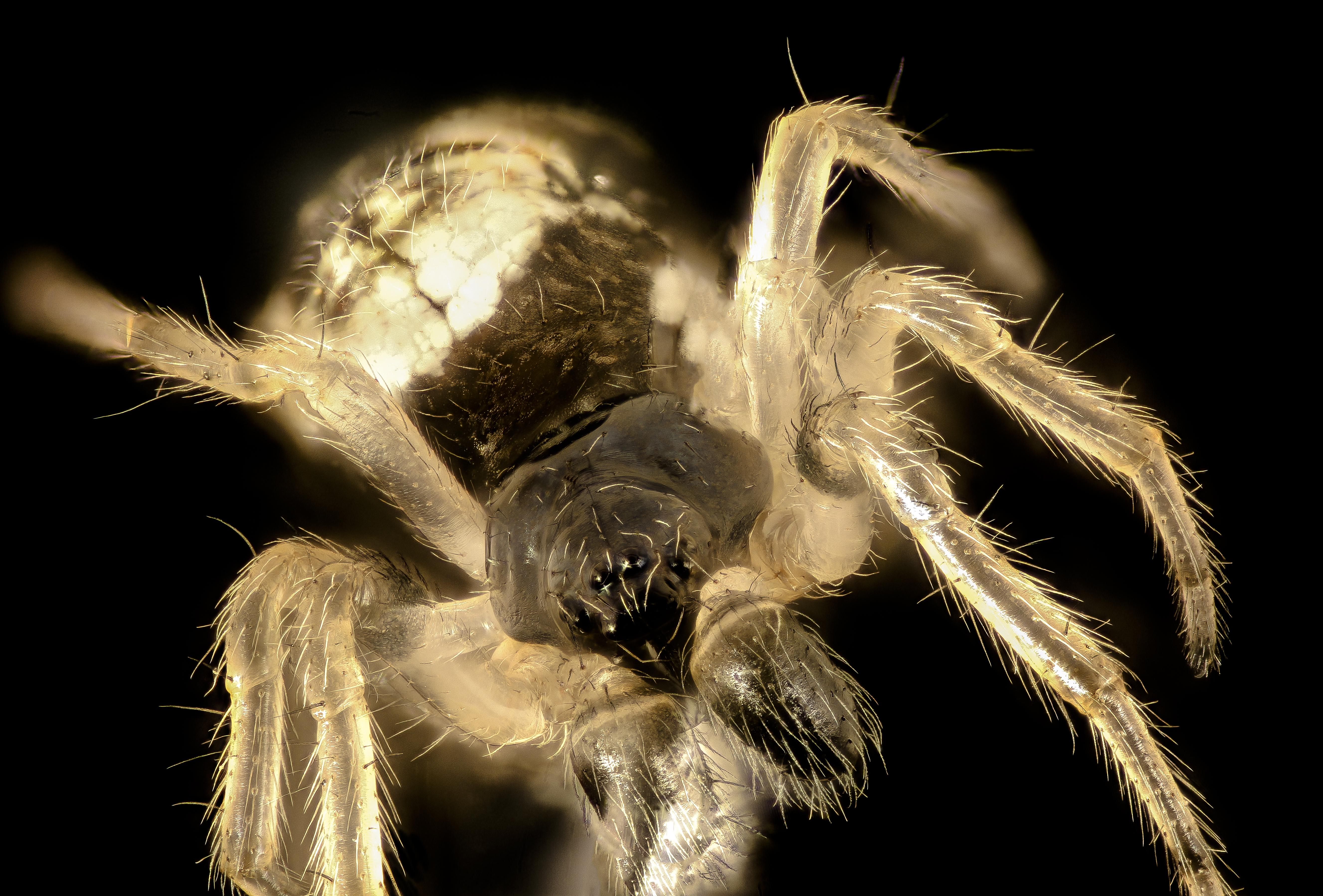 spider 10x, beltsville, md | U.S. Geological Survey